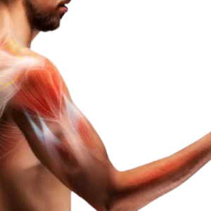 muscle2-removebg-preview